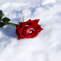 роза на снегу :: вячеслав 