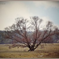 *** :: Василий Платонов