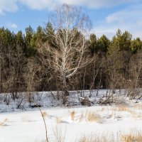 Одинокая береза :: Алексей. Бордовский