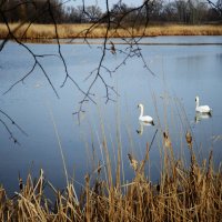 лебеди на воде :: Михаил Bobikov