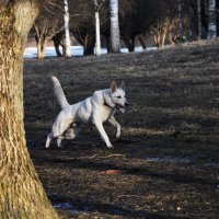 случайная встреча :: Галина Козырева