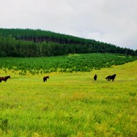 Полуденная...бурятская :: Александр | Матвей БЕЛЫЙ