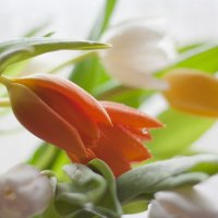 весенние тюльпаны :: Валентина Коннова