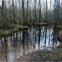 Болото весной *** Spring swamp :: Александр Борисов