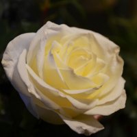 Белая роза :: Елена .