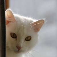 кошка :: Анастасия Морозова