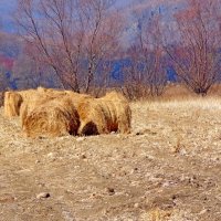 Заготовка на зиму :: Жанетта Буланкина