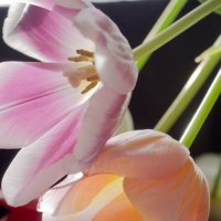 Мартовские тюльпаны :: Александр Крупский