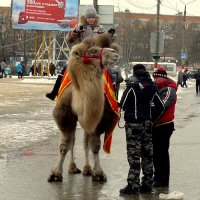 масленица :: Вячеслав Завражнов