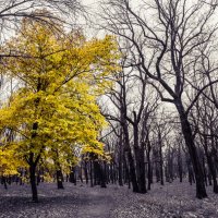 Одиночество бывает разным... :: Евгений Малютин