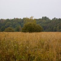Слоеное поле :: vik zhavoronka