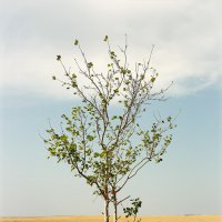Дерево на Горе Разума :: Роман Суханов