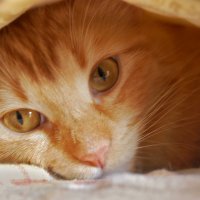 Персиковая кошка :: vik zhavoronka