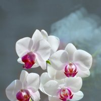 Царица цветов - орхидея :: Виктор Ковчин