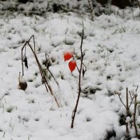 китайский фонарик в снегу :: Павел Бочманов