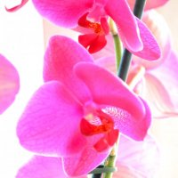 Моя любимая орхидея :: Ксения Калачева