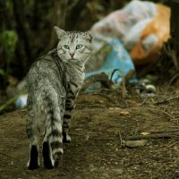 бездомный котик( :: Елена Милородова
