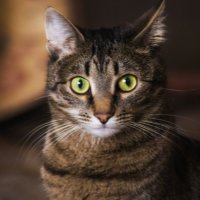 Портрет кота :: Ксения Калачева