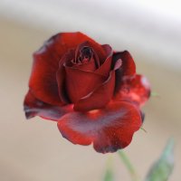 в октябре...роза.. :: Марина Брюховецкая