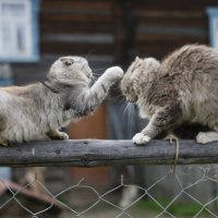 Кошачий бокс :: Наталья Лузинова