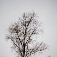 Дерево :: Наталия Кошечкина
