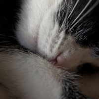 сладко спящая кошка :: vik zhavoronka