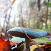 лес полон чудес.....голубой грибочек :: Александра Полякова-Костова