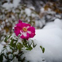 снежный шиповник :: Леся Рязанцева