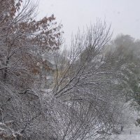 Из окна... Первый снег :: Елена Кузнецова