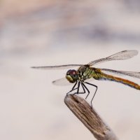 dragonfly :: Николай Ильин