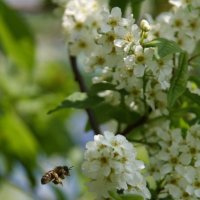 Пчелка :: Наталья Лузинова