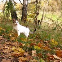 Осенний кот... :: Лена L.