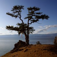 одно из самых известных деревьев о. Ольхон. :: Сергей Атлашкин