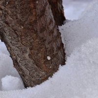 дерево в снегу :: Александр Лухманов