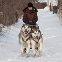 в упряжке :: Дмитрий Учителев