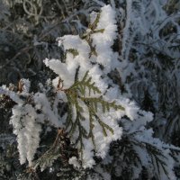 Зима :: Толя Толубеев