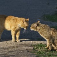 - Сударыня, позвольте предложить Вам лапу и сердце! :: Irina -