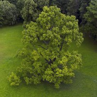 Дерево :: Евгений Барзенков