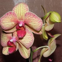 Орхидея :: SKDa 