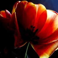 Tulip :: Елизавета Темкова