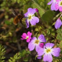дикая пчела в полете во время сбора нектара с цветка :: Елена Мартынова
