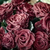 Red Rose 3 :: Владимир Кирпа 