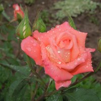 розы в нашем саду :: Наталья ......