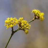 Веточка кизила :: Александр Земляной