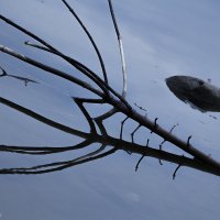 Нет солнца в холодной воде :: Алексей Сердюк