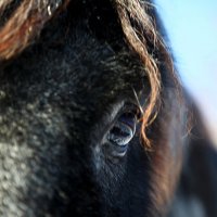 Лошадь :: Ольга Милованова
