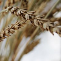 Пшеница :: Карина 