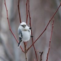 князёк (белая лазоревка) :: Елена Мельникова