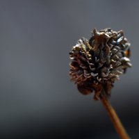 MACRO :: Edgar 