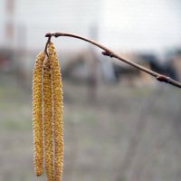 Орешник :: Виктор Сергеевич Конышев